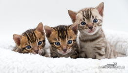 Bengalkatzen Berlin